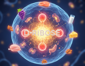 Foods with Ribose – Unlocking Nature’s Energy Sugar