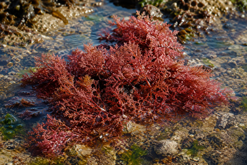 Why Whole-Food Calcium Wins For Bone Density: Red Marine Algae vs. Strontium