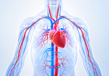Bad Blood Flow Needs to Be Addressed – Why?