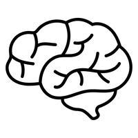 Enhances Cognitive Performance